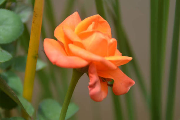 orange rose blooms