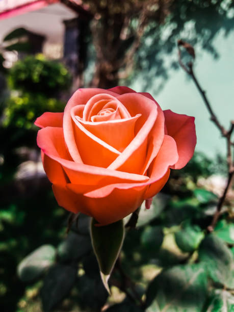 orange rose bloom
