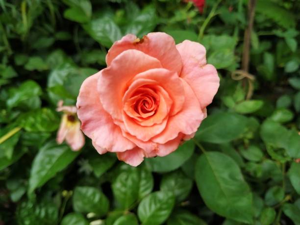 rose bloom close-up