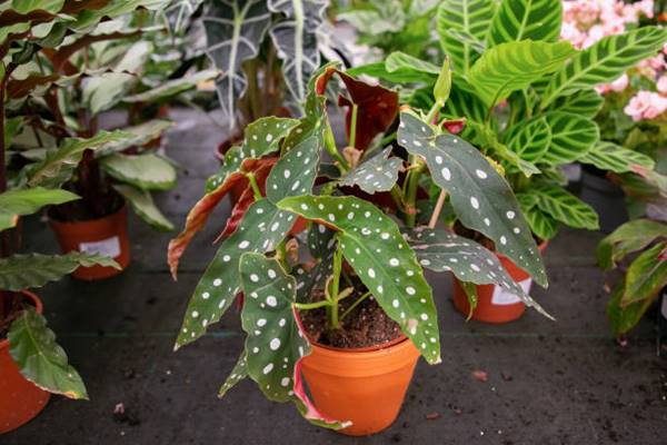Begonia maculata in a pot