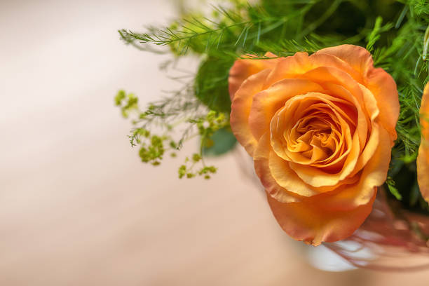 orange rose close-up