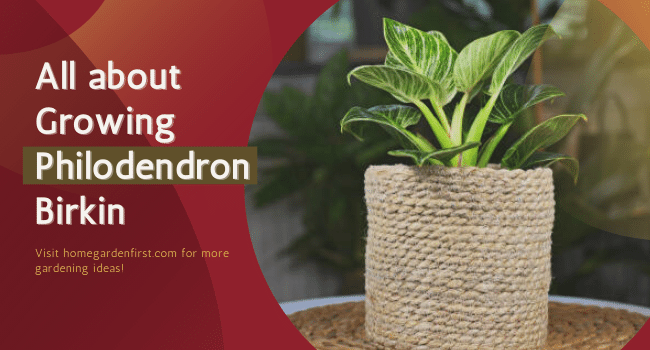 How to Grow Philodendron Birkin in a Pot