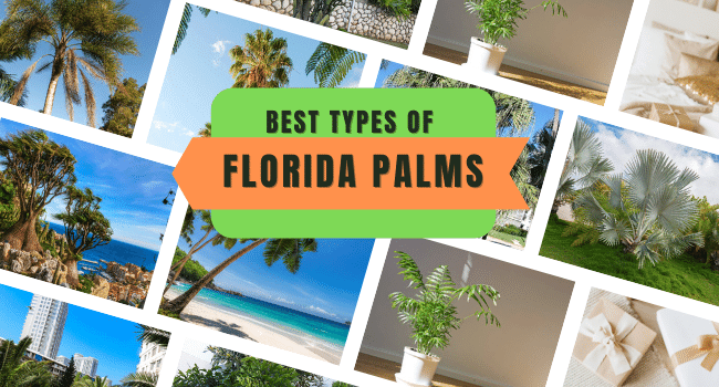 25 Types of Florida Palm Trees | Best Palm Trees in Florida