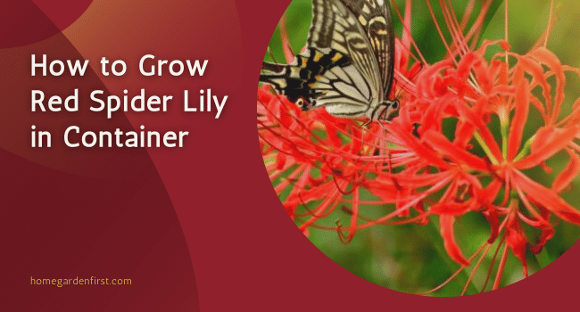 How to Grow Red Spider Lily in Container | Red Spider Lily Care