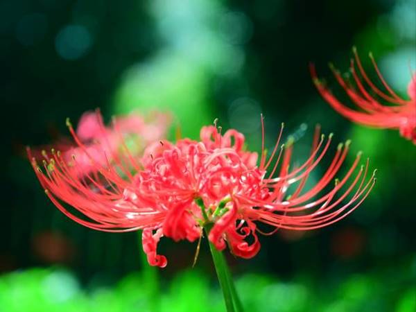 red spider lily bloom close-up