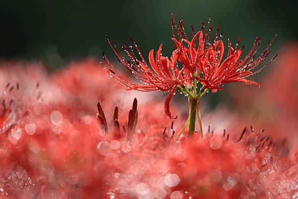 red spider lily in morning dew