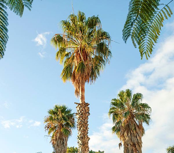 Mexican Fan Palm (Washingtonia robusta)