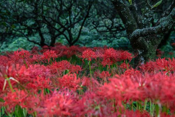 red spider lilies