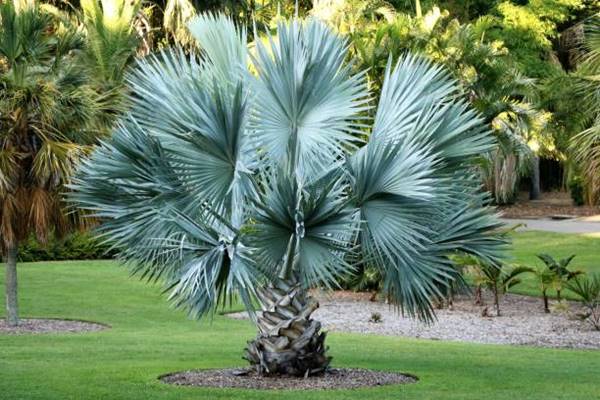 Palm Sabal minor or dwarf palm