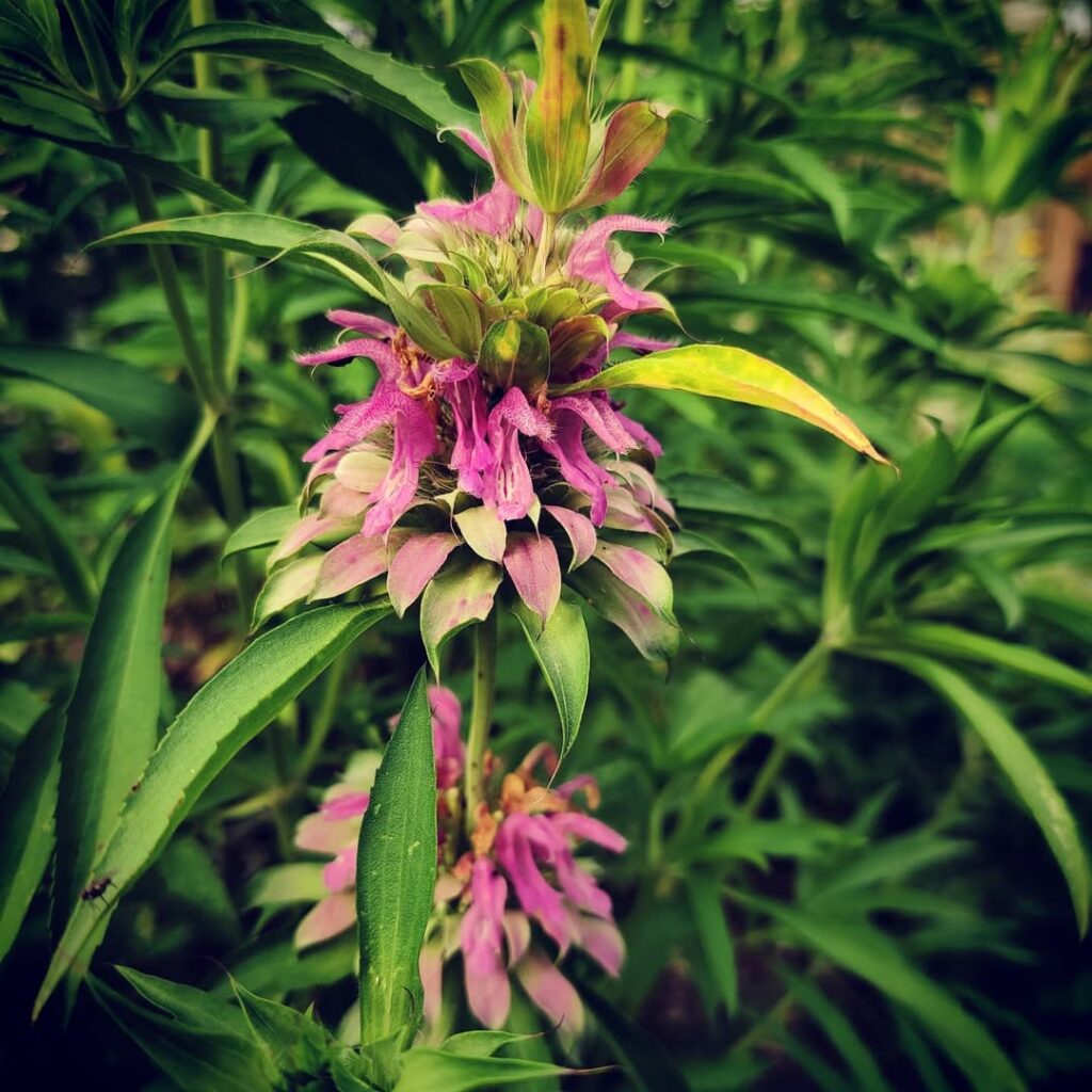 Care for Lemon Bee Balm (Monarda citriodora)