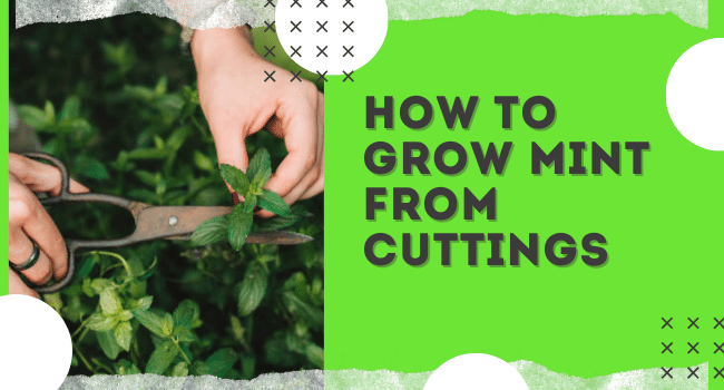 How to Grow Mint from Cuttings