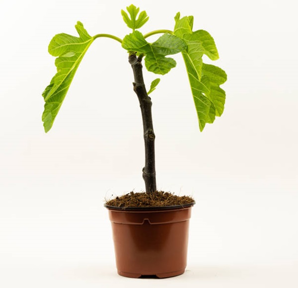 Ficus carica or common fig in a pot
