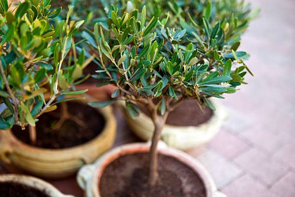 olive trees in pots