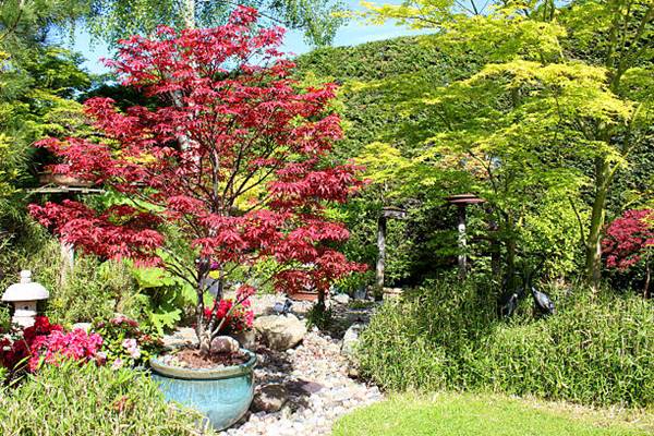 japanese maple in a pot
