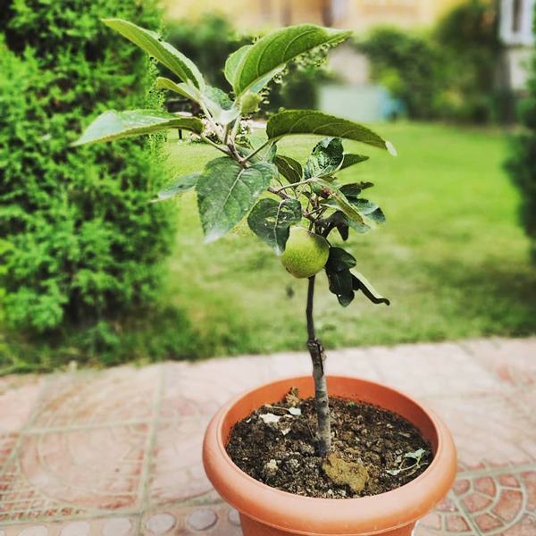 Apple tree in pot