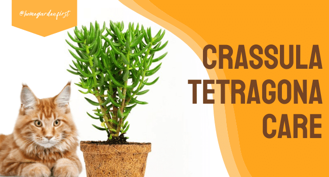 Crassula Tetragona Care | Everything About Growing Crassula Tetragona
