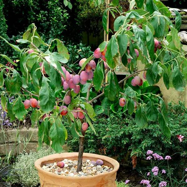 Plum or prunus fruits growing in container