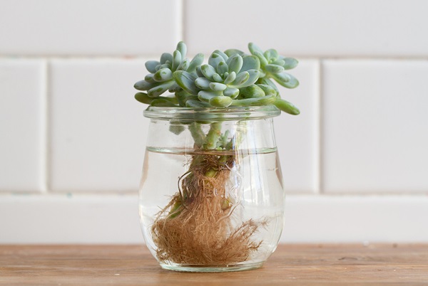 Jade (crassula ovata) growing in vase
