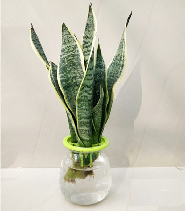 spider plant (Sansevieria trifasciata) in vase