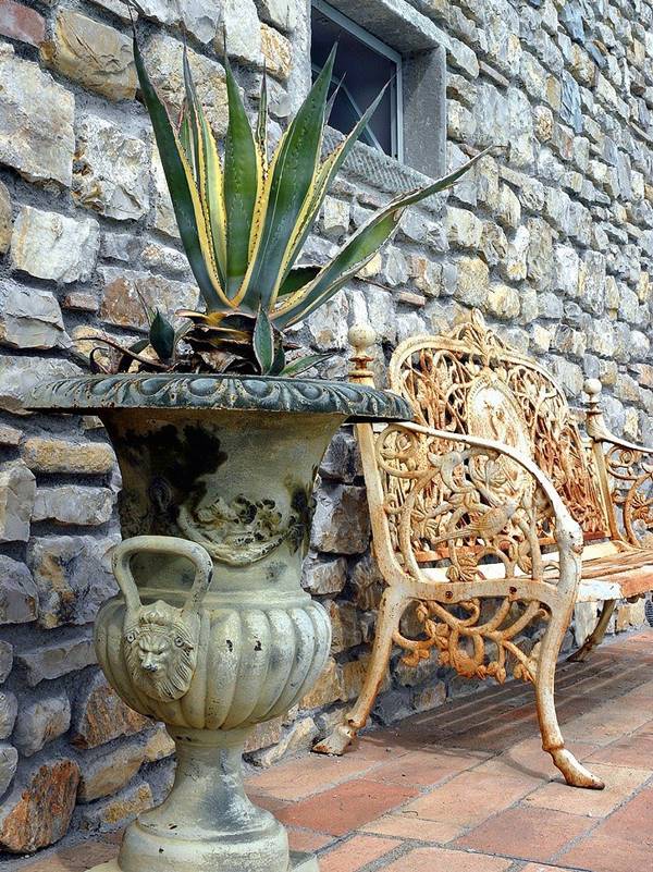 Agave in antique container