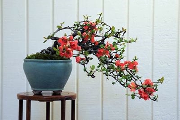 Japanese Flowering Quince 