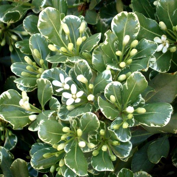 close-up of Variegated Pittosporum with blooms