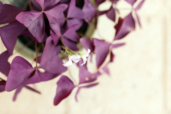 Purple Oxalis Triangularis blooming in pot