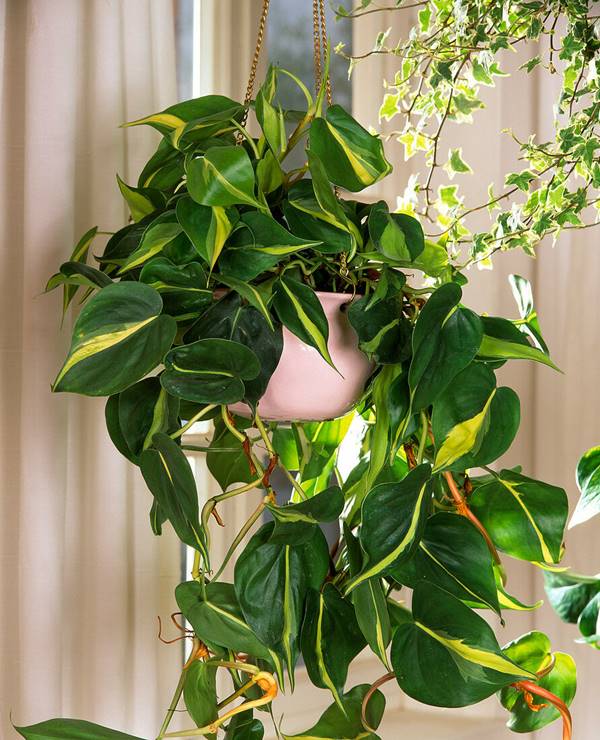 Philodendron scandens 'Brasil' trailing in hanging pot 