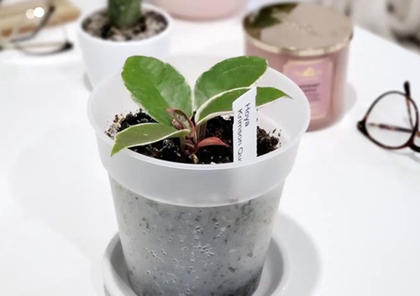 baby hoya krimson queen propagated in pot