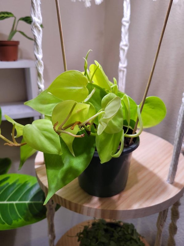 Philodendron Lemon Lime growing in pot