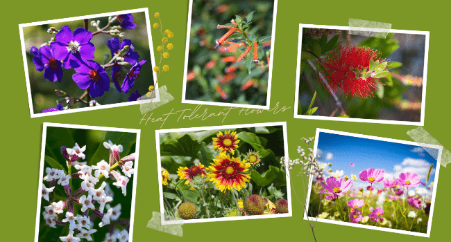 15 Heat Tolerant Flowers | Flowers that can Tolerate Heat