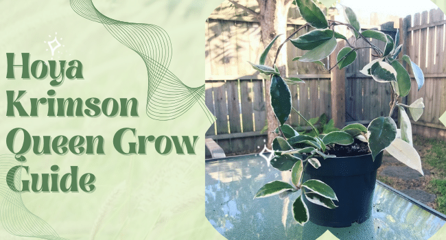 Hoya Krimson Queen Care and Growing Tips | Hoya Krimson Grow Guide