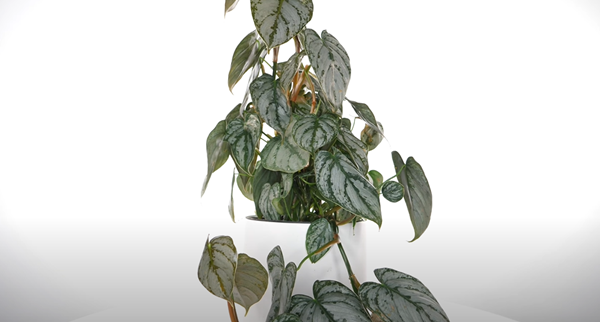 Philodendron Brandtianum in a pot
