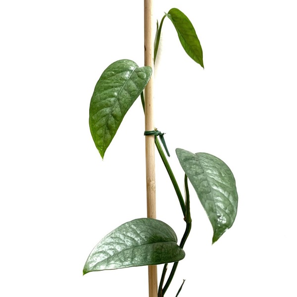 cebu blue pothos supported from a stake