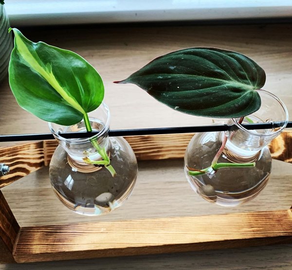 philodendron micans cutting propagation in water
