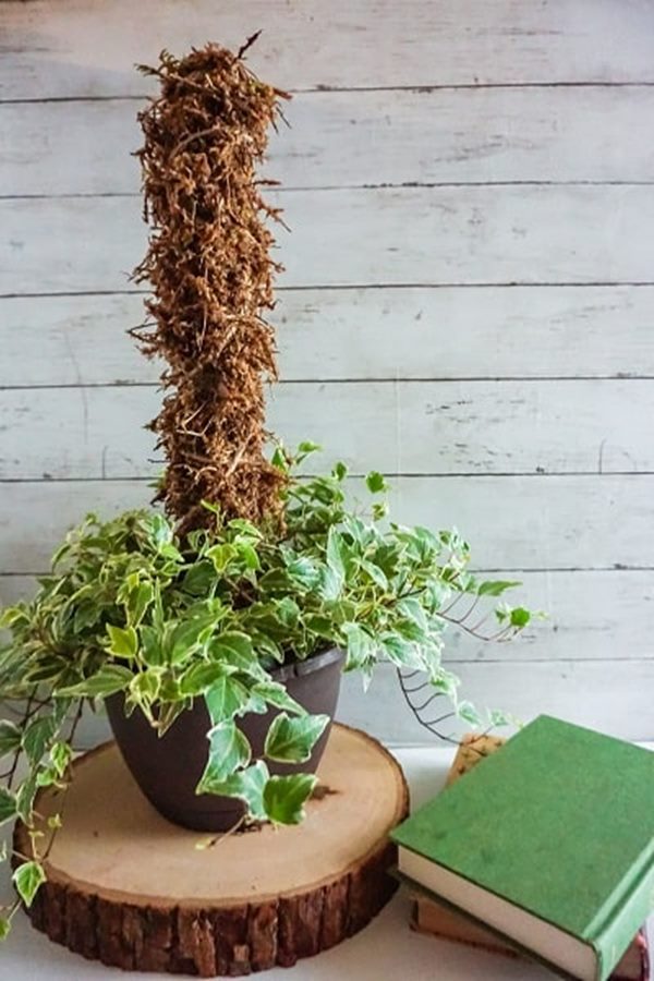 Moss pole in a pot with plant