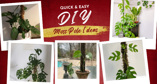 11 DIY Moss Pole Ideas | Make your Own Moss Pole