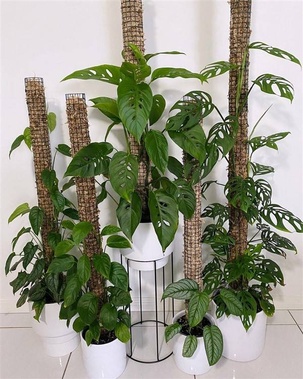 PVC Moss pole supporting plants