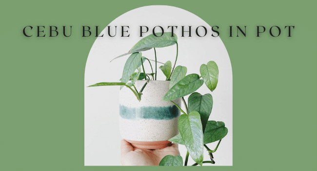 cebu blue pothos in pot