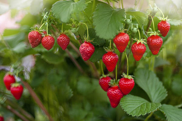 ripe strawberries on plant