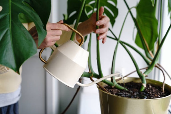 watering houseplant indoors