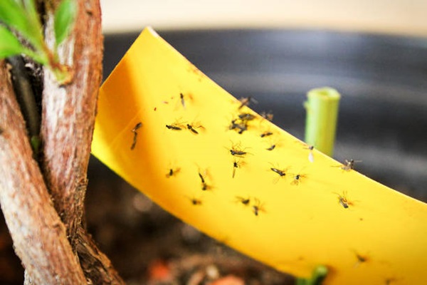 fungus gnats stuck to sticky yellow trap