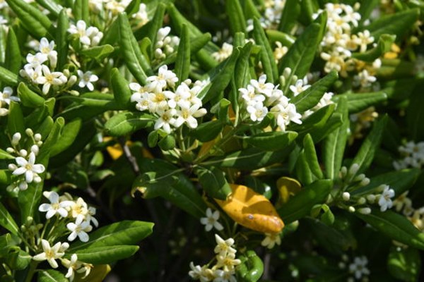 Pittosporum tobira blooms close-up