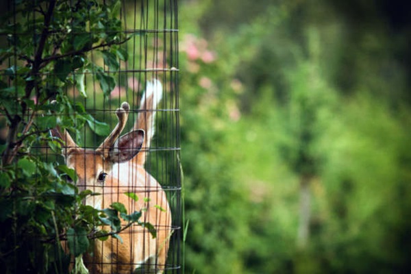 deer beside a plant protected with wire mesh
