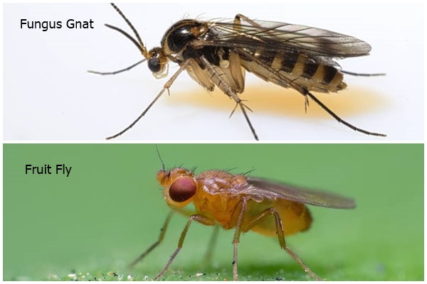 Fungus gnat and fruit fly shown side by side