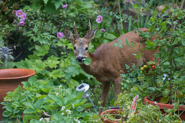 deer eating plant in garden