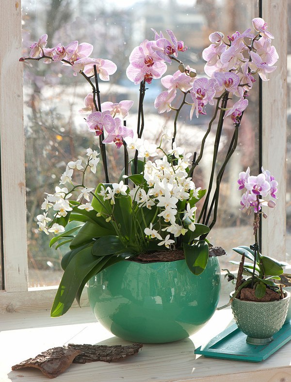 Moth Orchid growing in the pot on windowsill