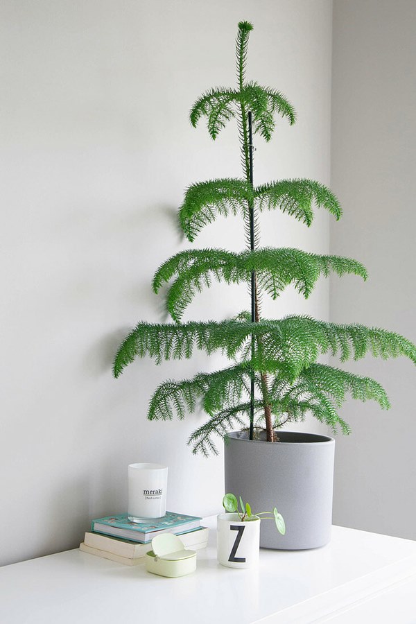 Norfolk pine growing in container indoors