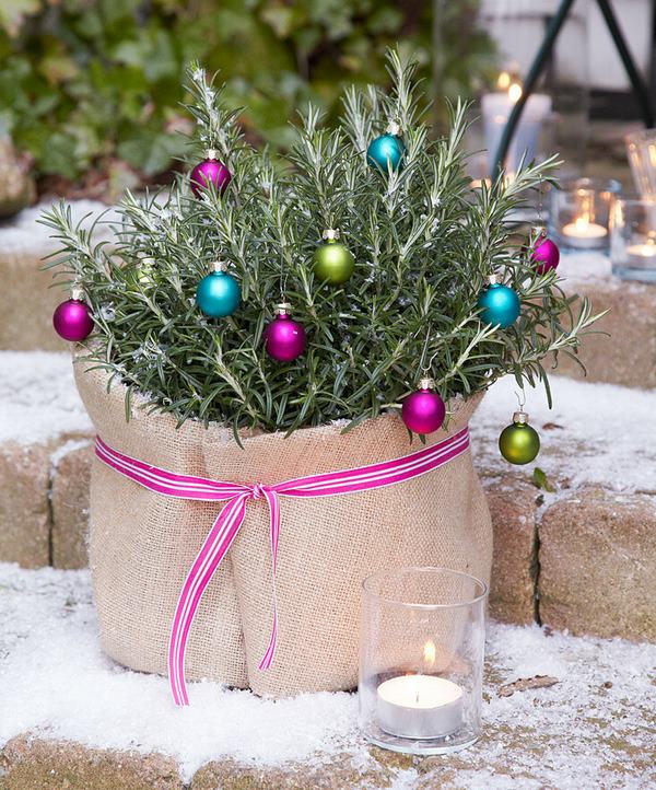 potted rosemary decorated for christmas