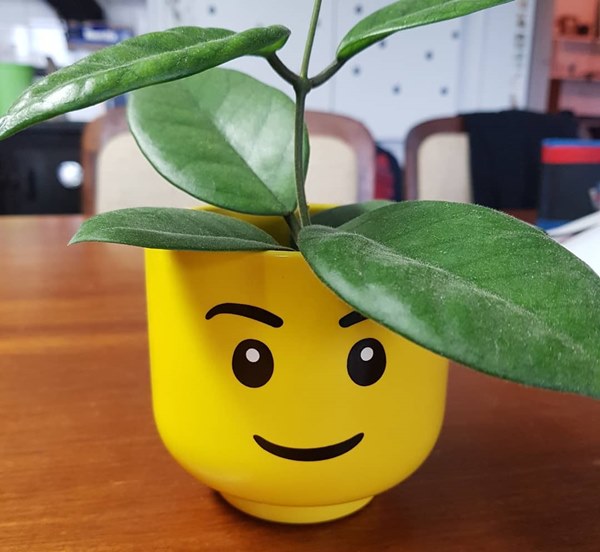 DIY Cup Lego planter